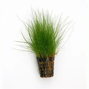 Jetzt Bestellen Nadelsimse, Eleocharis acicularis, im Topf